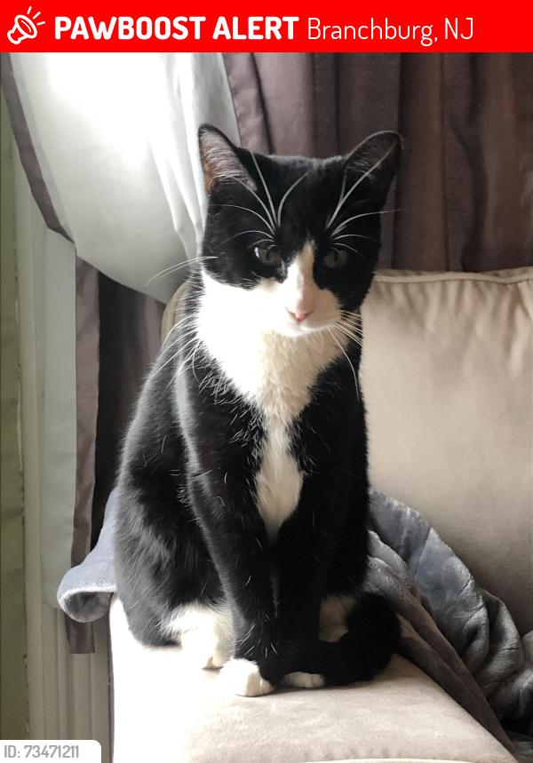 Lost Female Cat last seen Case Road and Old York Road, Branchburg, NJ 08853