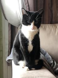 Lost Female Cat last seen Case Road and Old York Road, Branchburg, NJ 08853