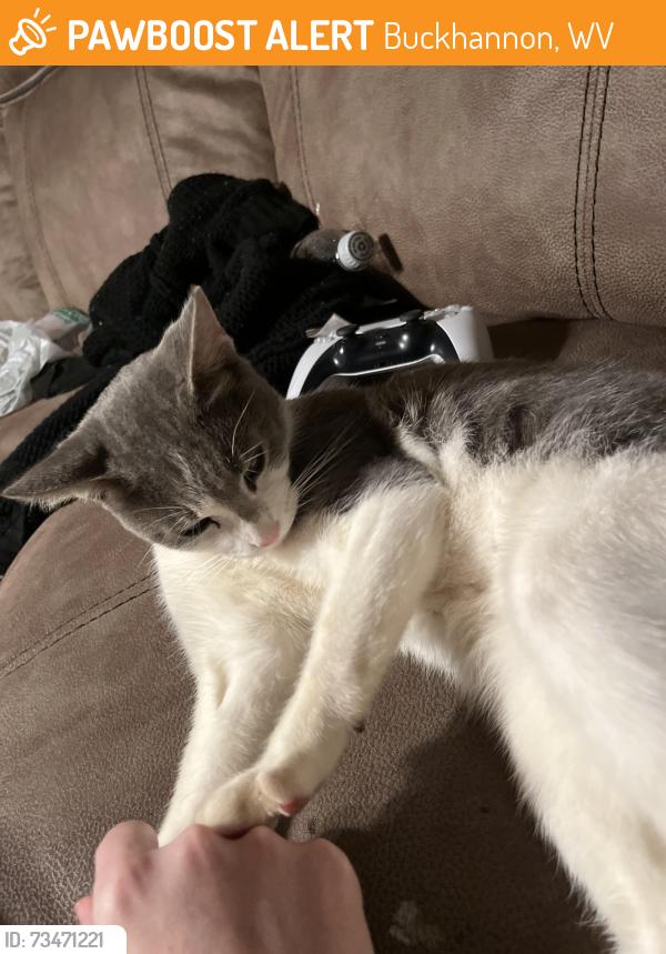Found/Stray Male Cat last seen cleveland avenue, Buckhannon, WV 26201