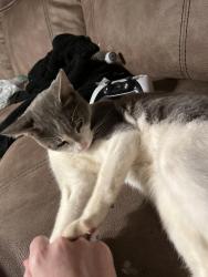 Found/Stray Male Cat last seen cleveland avenue, Buckhannon, WV 26201
