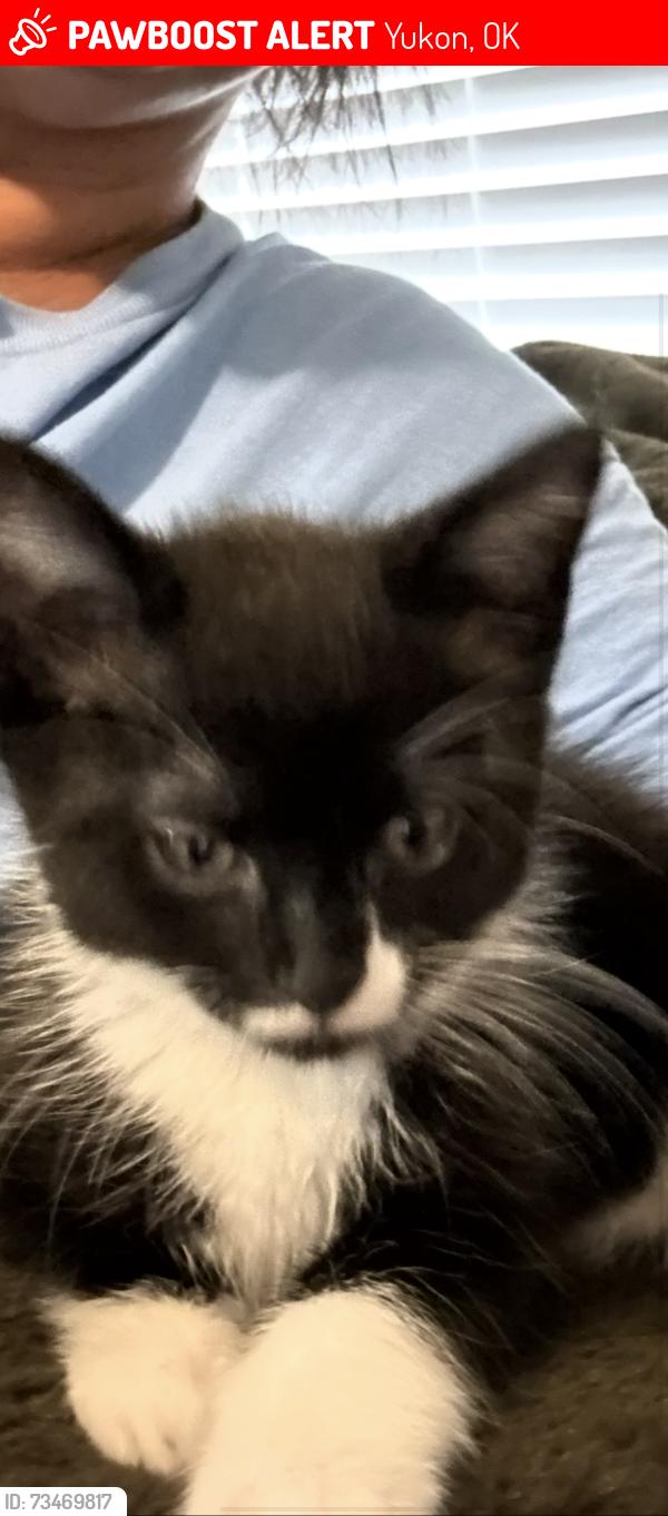 Lost Male Cat last seen neighborhood walmart, rosewood neighborhood, Yukon, OK 73099