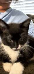 Lost Male Cat last seen neighborhood walmart, rosewood neighborhood, Yukon, OK 73099