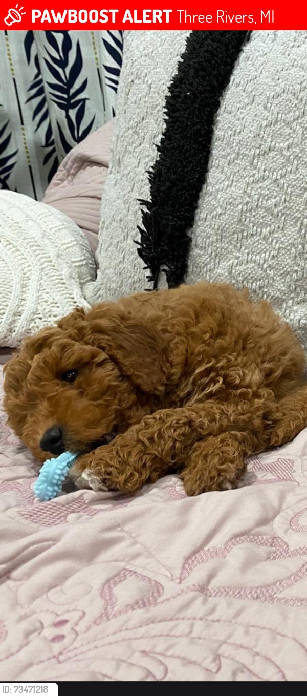 Lost Male Dog last seen Constantine street, Three Rivers, MI 49093