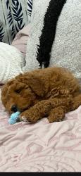Lost Male Dog last seen Constantine street, Three Rivers, MI 49093
