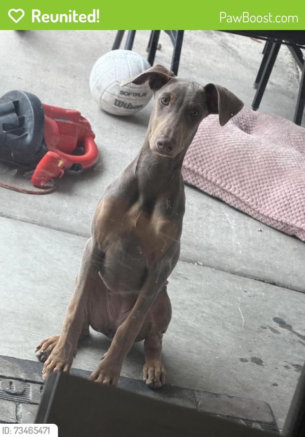 Reunited Female Dog last seen Lamb and Wyoming, Sunrise Manor, NV 89104