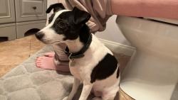 Reunited Female Dog last seen Pepper drive, El Cajon, CA 92021