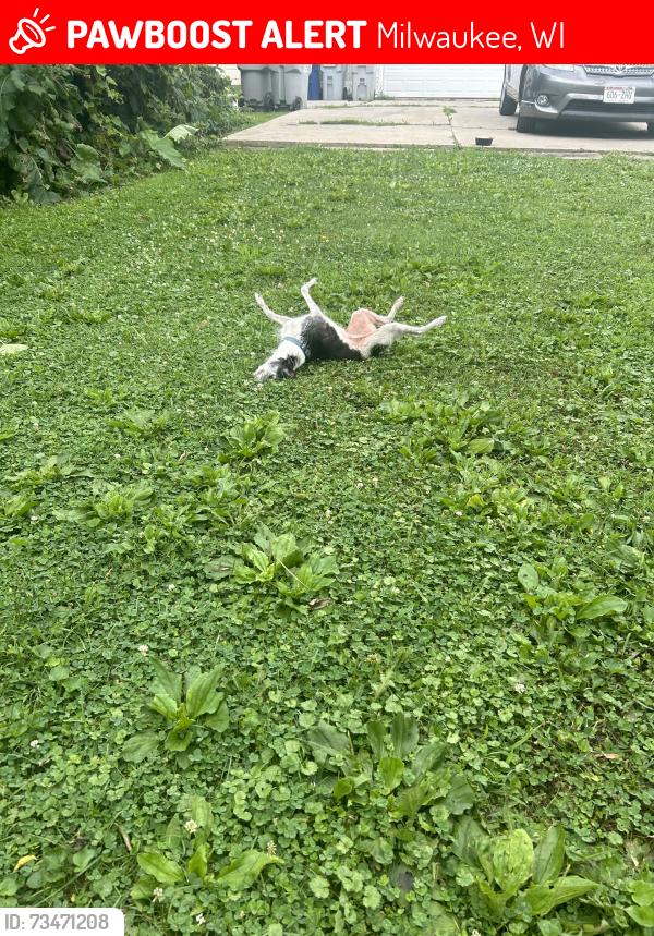 Lost Female Dog last seen 11th & Harrison, Milwaukee, WI 53215