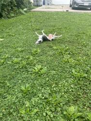 Lost Female Dog last seen 11th & Harrison, Milwaukee, WI 53215