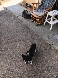 Lost Male Other last seen Poston, San Jose, CA 95123