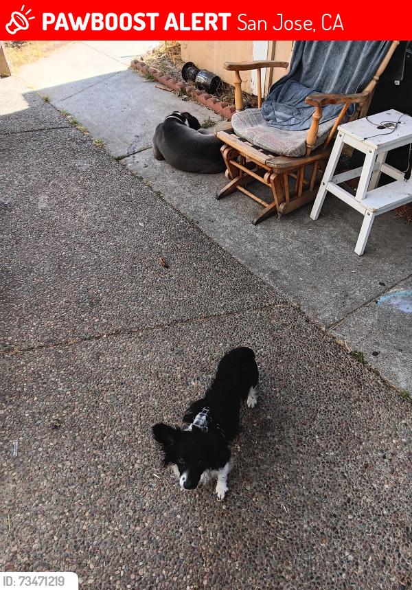 Lost Male Other last seen Poston, San Jose, CA 95123