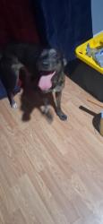 Reunited Male Dog last seen 9th st., Zephyrhills, FL 33542