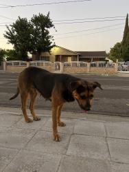 Found/Stray Female Dog last seen del taco, Baldwin Park, CA 91706