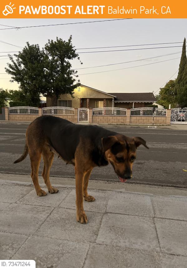 Found/Stray Female Dog last seen del taco, Baldwin Park, CA 91706