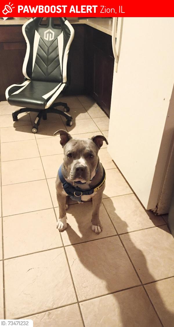 Lost Male Dog last seen Horeb Hermone and Herbron Zion IL 60999, Zion, IL 60099