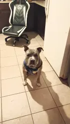 Lost Male Dog last seen Horeb Hermone and Herbron Zion IL 60999, Zion, IL 60099