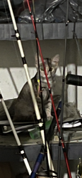 Lost Female Cat last seen Walmart peters creek, Winston-Salem, NC 27127