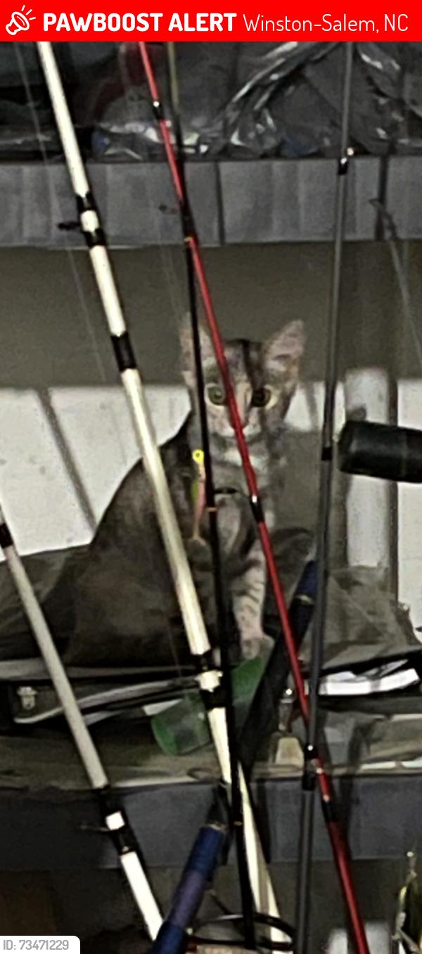 Lost Female Cat last seen Walmart peters creek, Winston-Salem, NC 27127