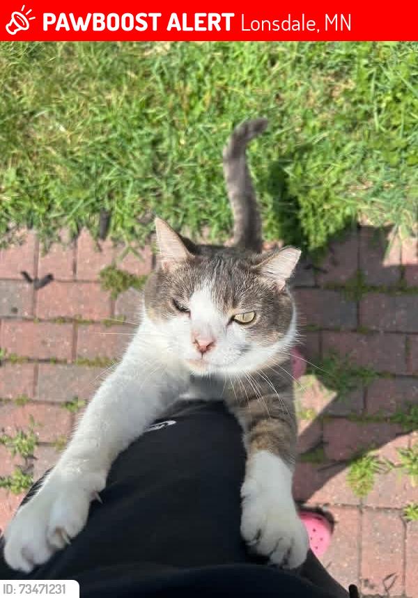 Lost Male Cat last seen Lonsdale blvd, Lonsdale, MN 55046