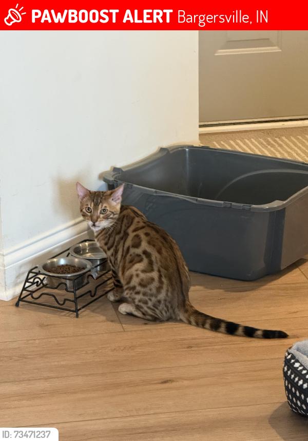 Lost Male Cat last seen Providence in Bargersville, Bargersville, IN 46106