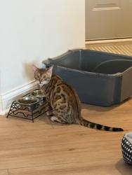 Lost Male Cat last seen Providence in Bargersville, Bargersville, IN 46106