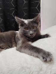 Lost Male Cat last seen Across from Middle School, Florence, OR 97439