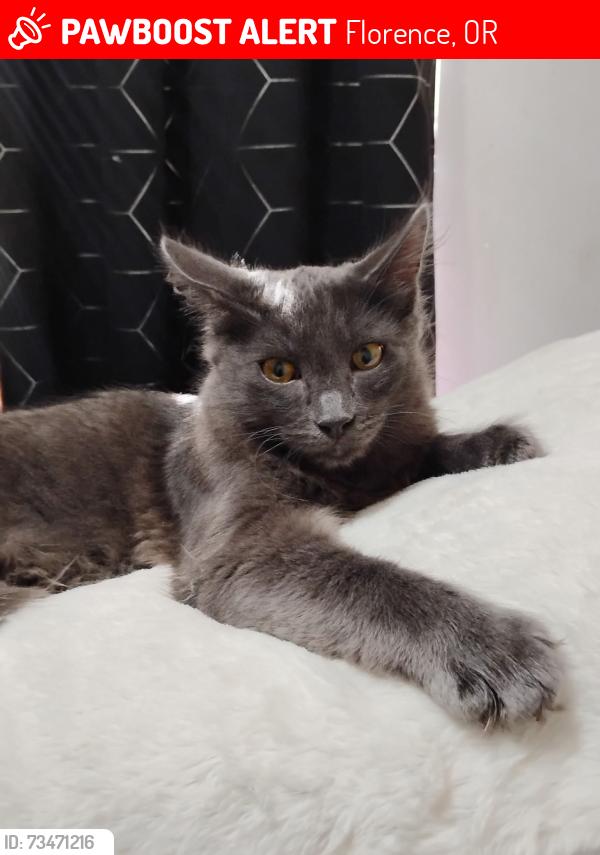 Lost Male Cat last seen Across from Middle School, Florence, OR 97439