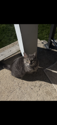 Lost Male Cat last seen near dunkin donuts on fairfield avenue, Bridgeport, CT 06605
