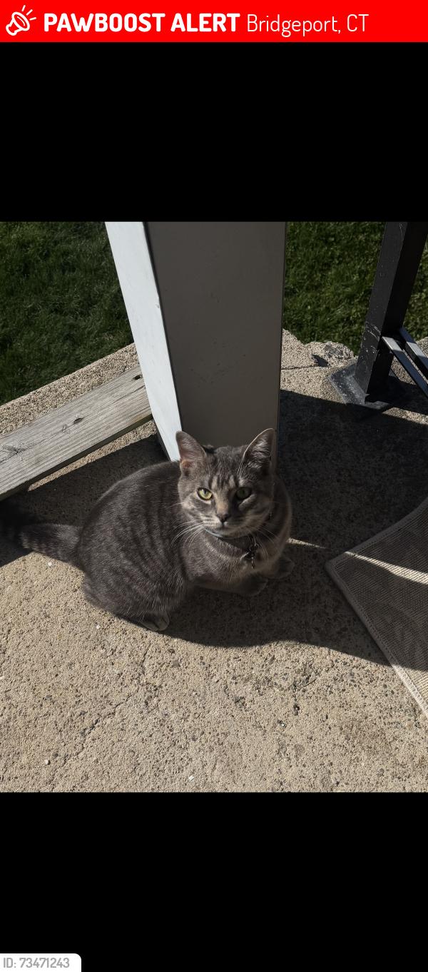 Lost Male Cat last seen near dunkin donuts on fairfield avenue, Bridgeport, CT 06605