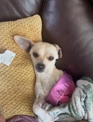 Reunited Female Dog last seen Bridgewood ln and Zebulon dr, Colorado Springs, CO 80910