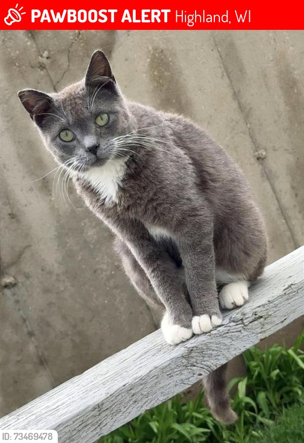 Lost Male Cat last seen County Hwy I, Highland, WI 53543
