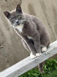 Lost Male Cat last seen County Hwy I, Highland, WI 53543