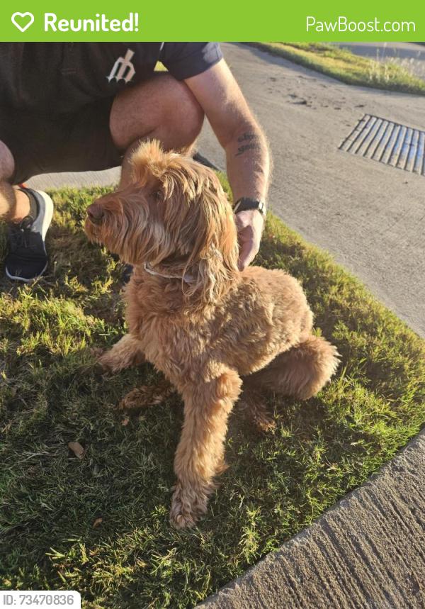 Reunited Unknown Dog last seen Goodnight Ln/ Garden Valley, Waxahachie, TX 75165