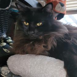 Reunited Unknown Cat last seen 60th Glisan, Portland, OR 97213