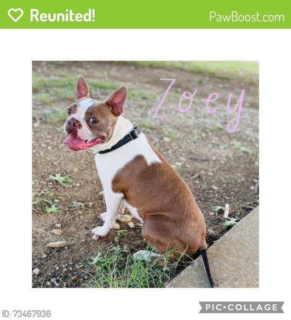 Reunited Female Dog last seen Greene Ave and Gambrell, Fort Worth, TX 76133