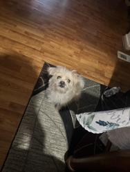 Reunited Female Dog last seen Wyoming, Detroit, MI 48204