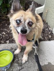 Reunited Male Dog last seen Silver Queen, Belleair Bluffs, FL 33770