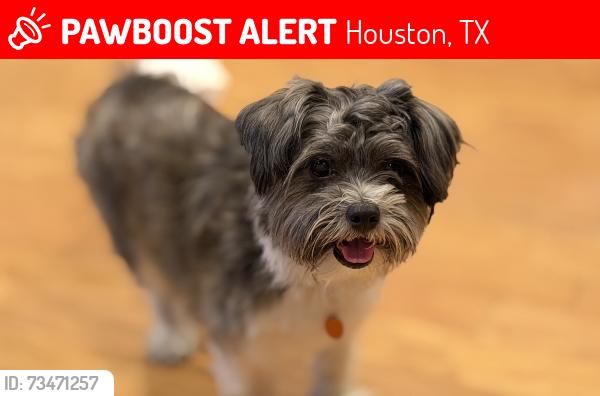 Lost Male Dog last seen Near Smokehollow Dr, Houston, TX 77064