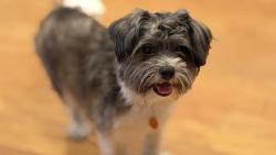 Lost Male Dog last seen Near Smokehollow Dr, Houston, TX 77064