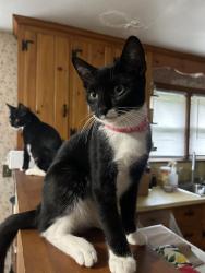 Reunited Female Cat last seen Near W Broad St, Plainville, CT 06062, USA, Plainville, CT 06062