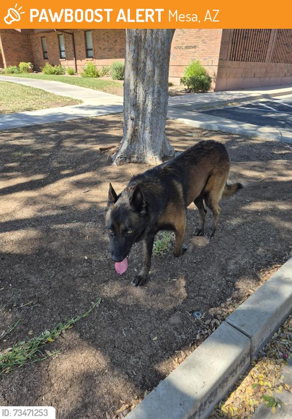 Found/Stray Male Dog last seen 24th st and pueblo, Mesa, AZ 85204