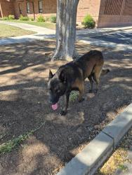 Found/Stray Male Dog last seen 24th st and pueblo, Mesa, AZ 85204