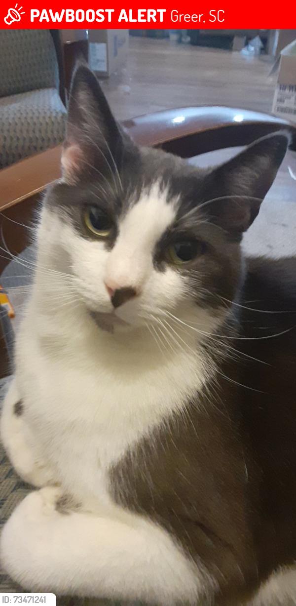 Lost Male Cat last seen Lancaster Ave + Brockman St, Greer, SC 29650