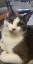 Lost Male Cat last seen Lancaster Ave + Brockman St, Greer, SC 29650