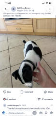 Lost Female Dog last seen Main st, El Cajon, CA 92021