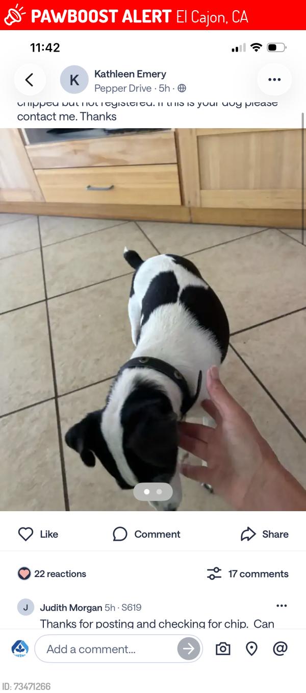 Lost Female Dog last seen Main st, El Cajon, CA 92021