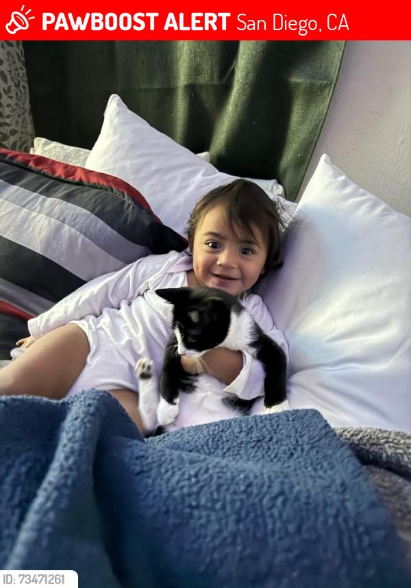 Lost Male Cat last seen Thermal and elder, San Diego, CA 92154