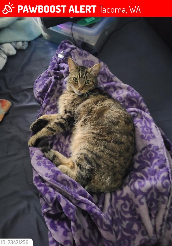 Lost Male Cat last seen 38th Street & D Street, Tacoma, WA 98418