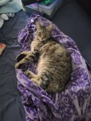 Lost Male Cat last seen 38th Street & D Street, Tacoma, WA 98418