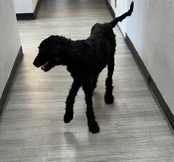 Found/Stray Female Dog last seen Northside Drive, East Los Angeles, CA 90022