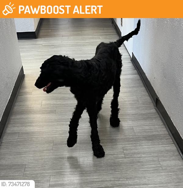 Found/Stray Female Dog last seen Northside Drive, East Los Angeles, CA 90022